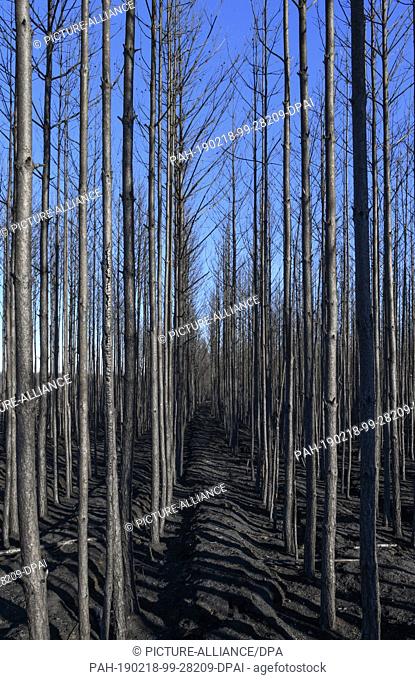15 February 2019, Brandenburg, Treuenbrietzen: Scorched pines rise into the blue sky in a forest near the federal highway 102