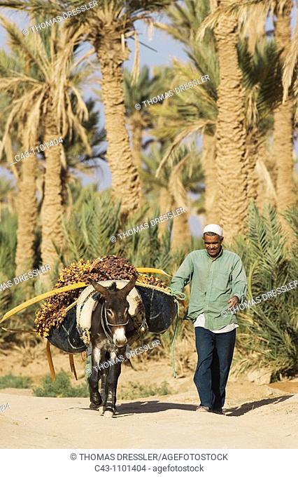 Morocco - The dates in the palmeries of Rissani in the Tafilalt usually are harvested from the date palms Phoenix dactylifera in October and then are carried on...