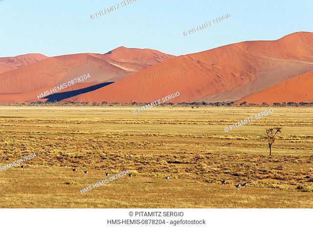 Namibia, Hardap region, Namib desert, Namib-Naukluft national park, Namib Sand Sea listed as World Heritage by UNESCO, Springbok (Antidorcas marsupialis)...