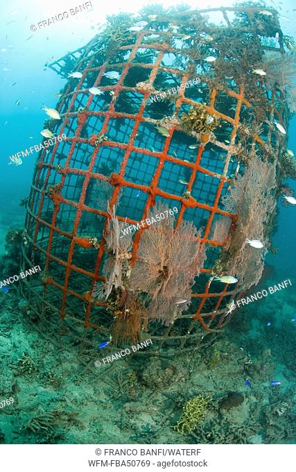 Structure of bio-rock, method of enhancing the growth of corals and aquatic organisms, Pemuteran project, Bali Island, Indonesia