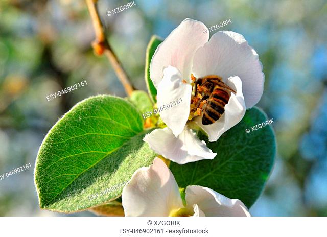 The bee is hid in the flower apple
