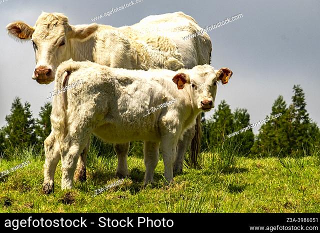 Terceira, Azores, Portugal: cows in a meadow in the mountains