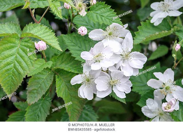 Arkansas blackberry (Rubus fruticosus 'Navaho', Rubus fruticosus Navaho), blooming, cultivar Navaho, Germany, Saxony