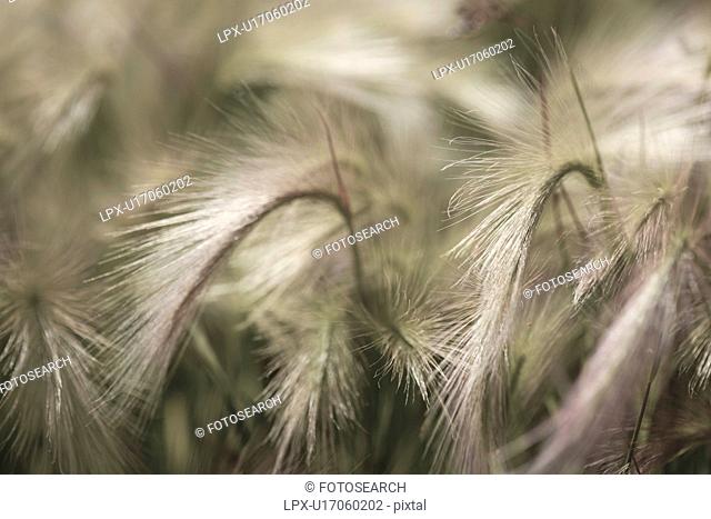 Closeup of foxtail barley grass with red-green plumes desaturated image shimmering in the early morning light, Mono Lake