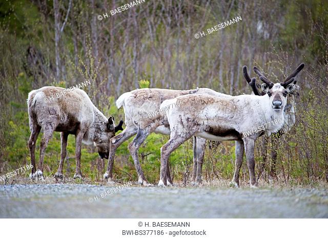 European reindeer, European caribou (Rangifer tarandus tarandus), reindeer in velvet, Norway, Nordland, Namsskogan