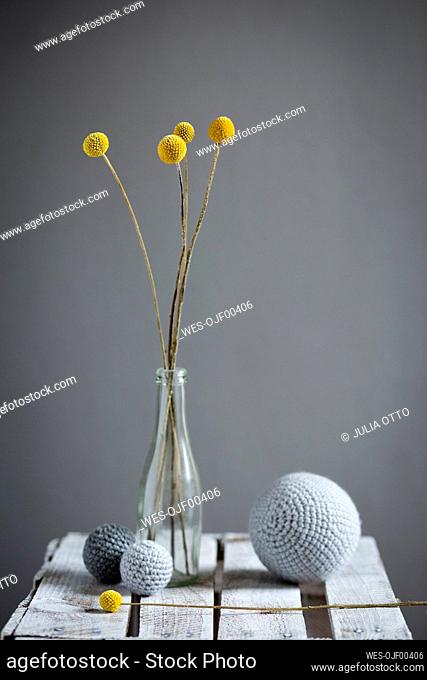 Wool spheres and bottle¶ÿwith blooming billy buttons