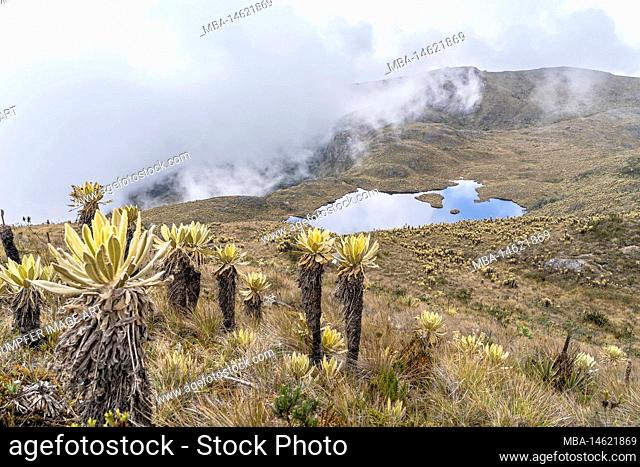 South America, Colombia, Department of Antioquia, Colombian Andes, Urrao, view of the mountain lake Laguna Campanas at ramo del Sol