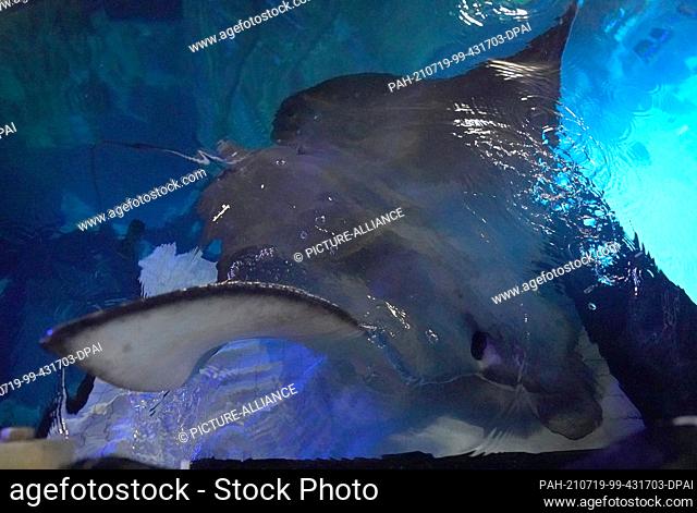 23 June 2021, Hamburg: A ray is fed in the large shark atoll in the Tropical Aquarium at Hagenbeck Zoo. Photo: Marcus Brandt/dpa