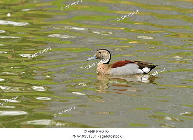 Ringed Teal Callonetta leucophrys - South America