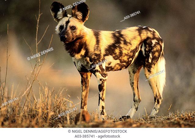 Wild Dog (Cape Hunting Dog). Lycaon pictus. Kruger National Park, South Africa