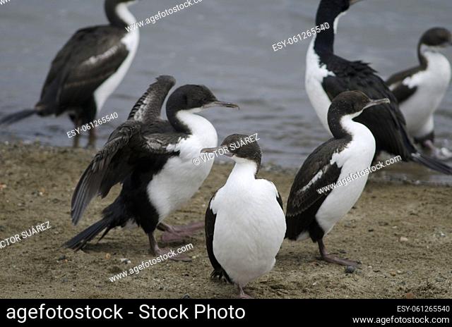 Imperial shags (Leucocarbo atriceps). Punta Arenas. Magallanes Province. Magallanes and Chilean Antarctic Region. Chile