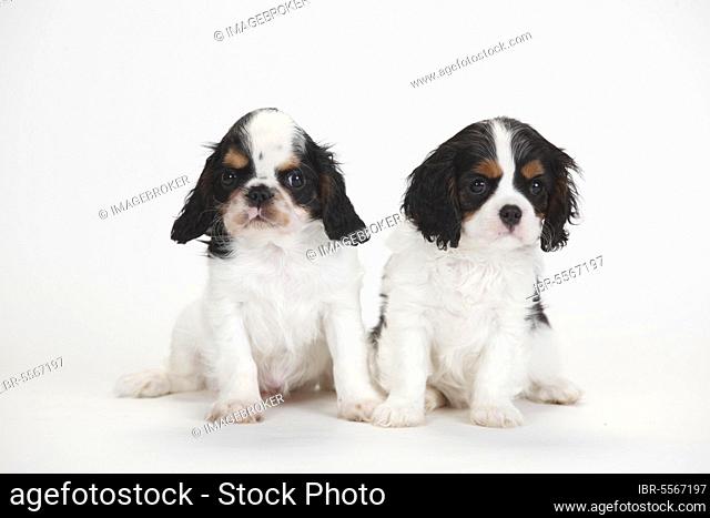 King Charles Spaniel and Cavalier King Charles Spaniel, puppies, tricolour, 9 weeks