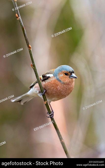 Common chaffinch on the branch with natural blured forest background, vertical image with copy space