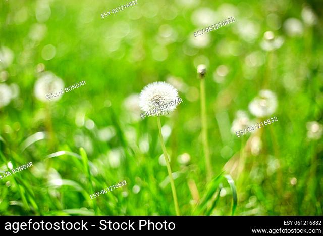 Dandelion field with fluffy dandelion flowers and green meadow grass in the spring in sunlight, wind day