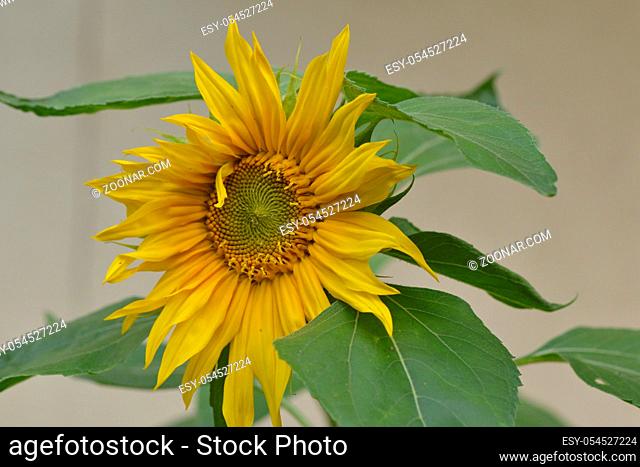 A sunflower in a garden in summer. Bluete einer Sonnenblume,