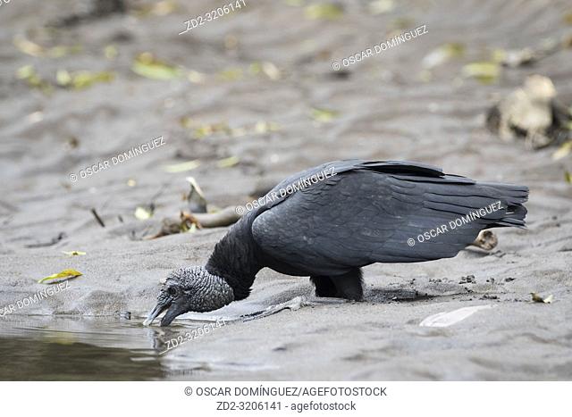 American Black Vulture (Coragyps atratus) drinking on the river bank. Puerto Viejo river. Heredia province. Costa Rica