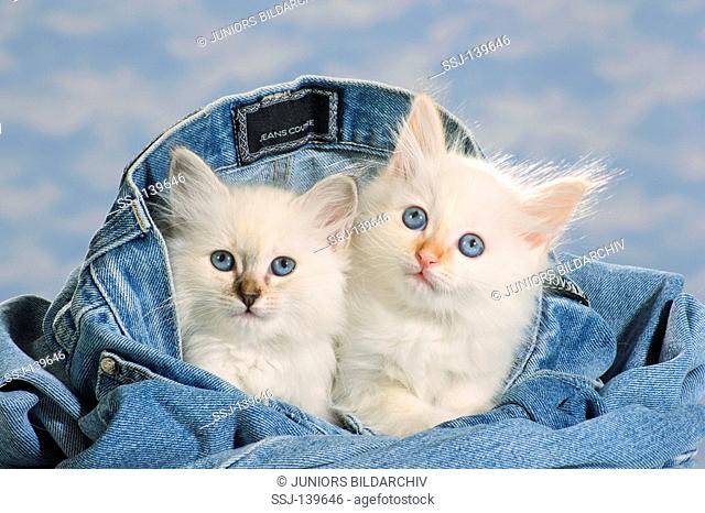 Sacred cat of Burma - two kittens in Jeans