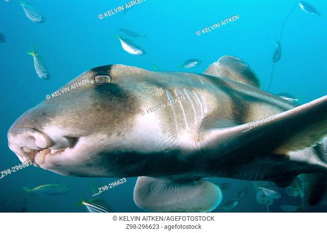Port Jackson shark (Heterodontus portusjacksoni) showing detail of grasping teeth and large sensitive nostrils