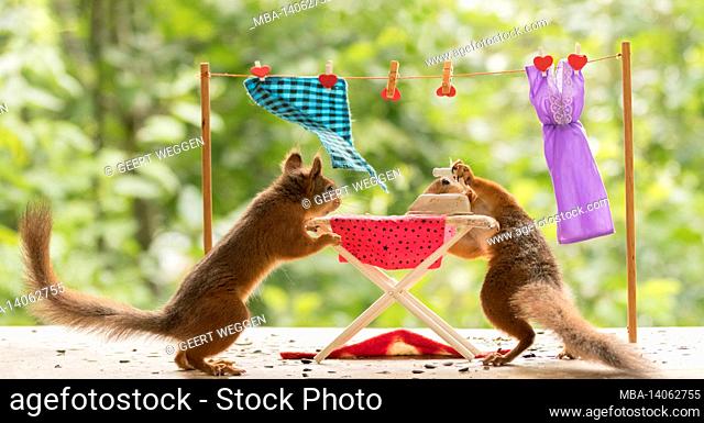 red squirrels with a ironing board