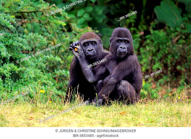 Western Lowland Gorilla (Gorilla gorilla gorilla), two juveniles, siblings, Apeldoorn, Netherlands
