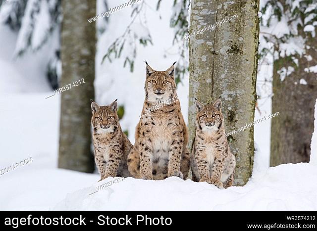Eurasischer Luchs Familie , Lynx lynx, eurasian lynx family