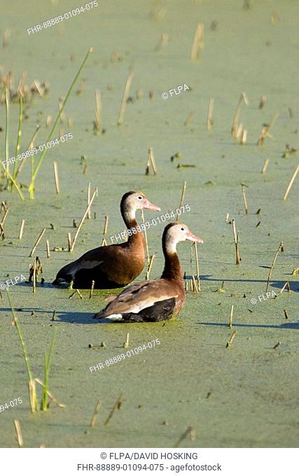 Black bellied Whistling Ducks, Dendrocygna autumnalis