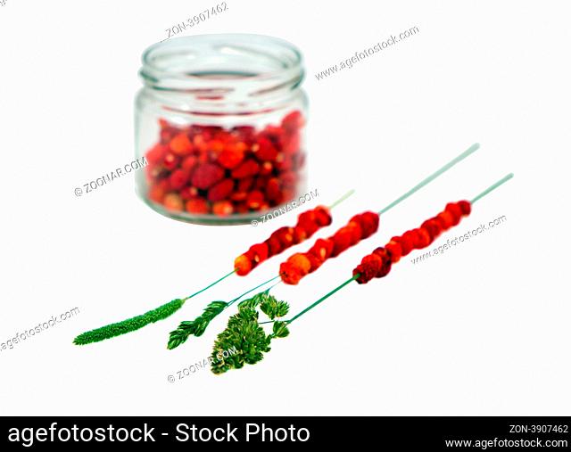 Wild forest strawberries in pot and string on bent wisp isolated on white background