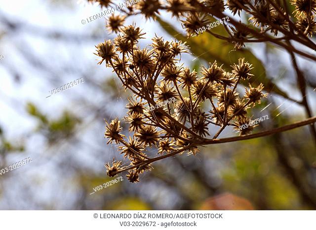 Close-up of some dry blooms at Tepoztlán, Mexico