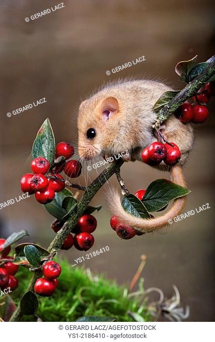 Common Dormouse, muscardinus avellanarius, standing on Branch with Berries, Normandy