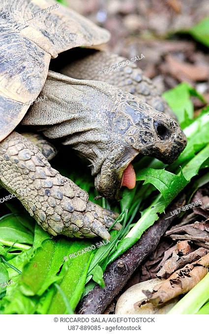Tortoise Eating a Leaf
