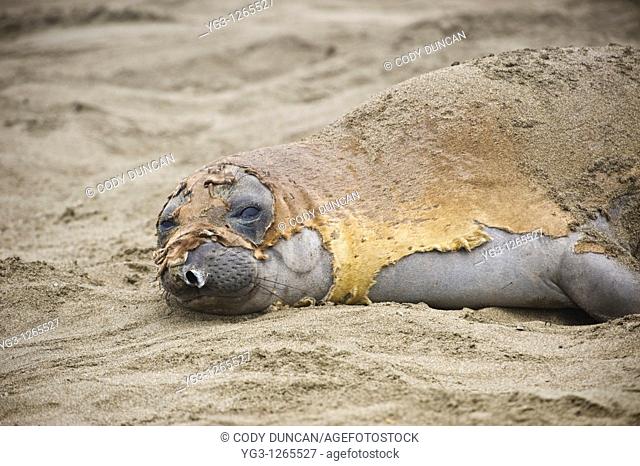 Moulting Northern Elephant seal - Mirounga angustirostris - on beach, San Simeon, California