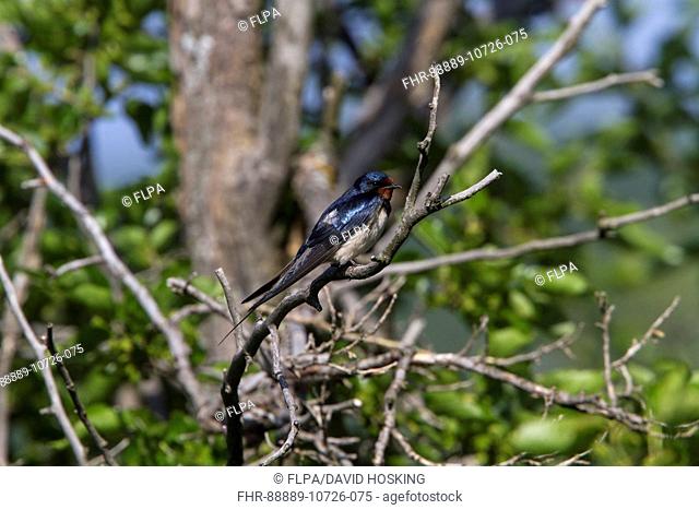 Barn Swallow resting on tree
