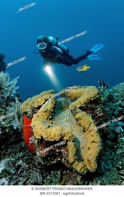 Female diver looking at a giant clam (Tridacna gigas) on a coral reef, Great Barrier Reef, a UNESCO World Heritage Site, Queensland, Cairns, Australia