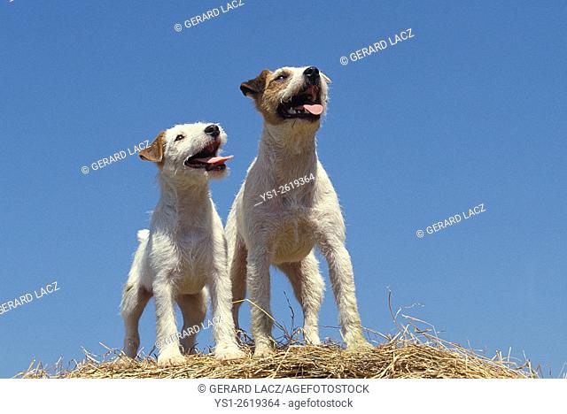 Jack Russel Terrier, Dogs standing on Straw Bale