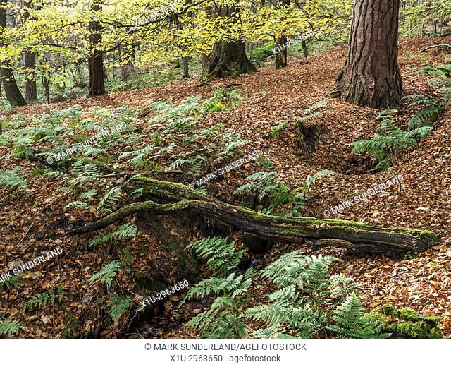 Fallen Tree in Abel Cote Wood in Autumn near Pecket Well Hebden Bridge West Yorkshire England