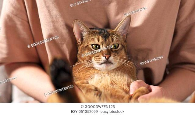 Teen girl with sad abyssinian cat on knees sitting on couch, wide photo