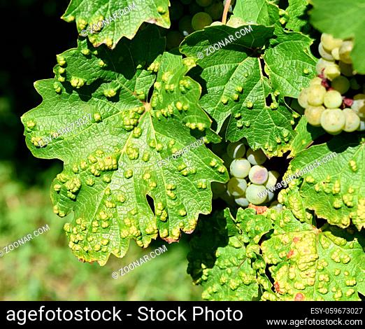 Rebenpockenmilben befallen in erster Linie Weinblaetter und sind ein grosser Schaedling. Vine pox mites primarily infect wine leaves and are a major pest