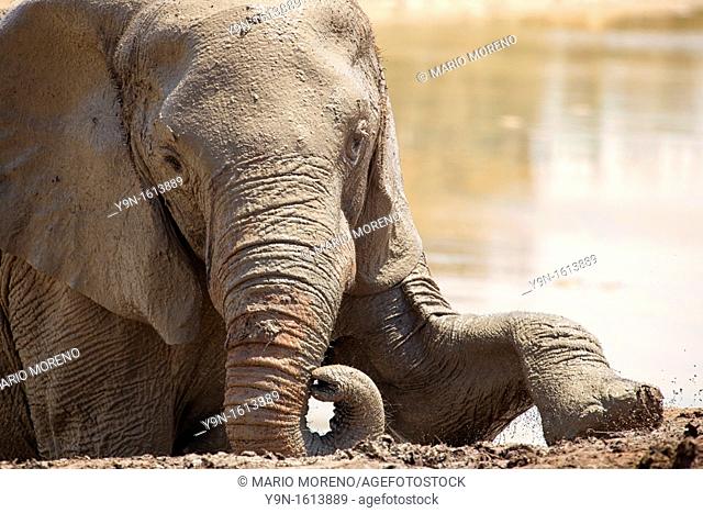 A young elephant battles to get out of the waterhole after mud bath  It did take him over 15 minutes to climb this mud step  Eventually made it out and lokked...