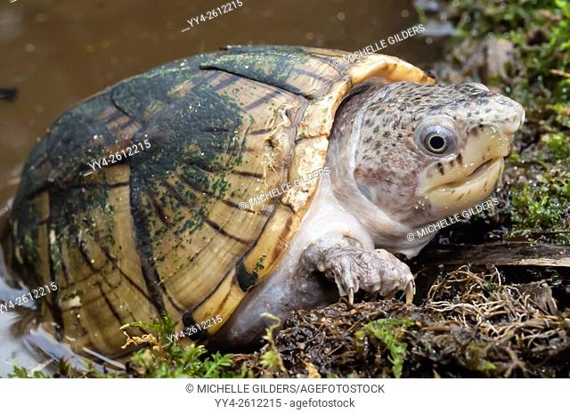Loggerhead musk turtle, Sternotherus minor, native to southeastern United States