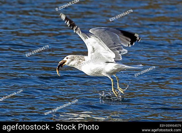 California gull takes flight from water after catching a fish on Coeur d'Alene Lake in north Idaho