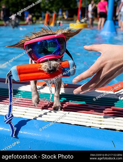 16 September 2023, Bavaria, Augsburg: Yorkshire terrier Rose climbs out of the children's pool of the family pool wearing sunglasses