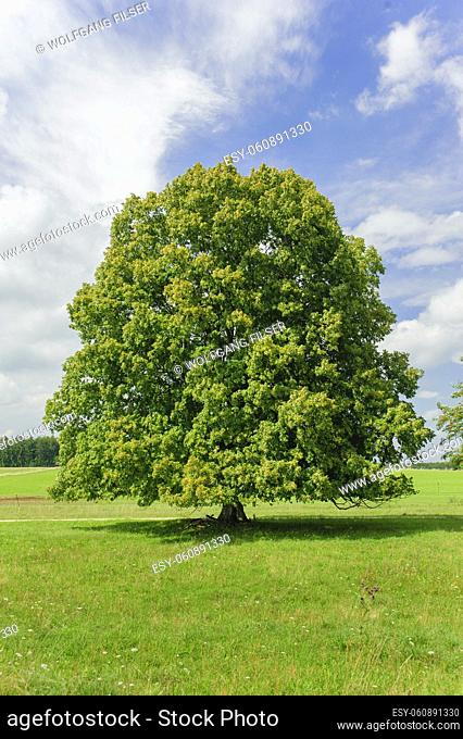 perfect single linden tree in meadow at spring