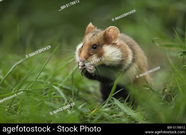 European Hamster (Cricetus cricetus), adult, Vienna, Austria, Europe