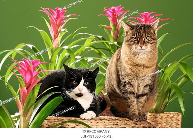 two domestic cats - between bromeliads