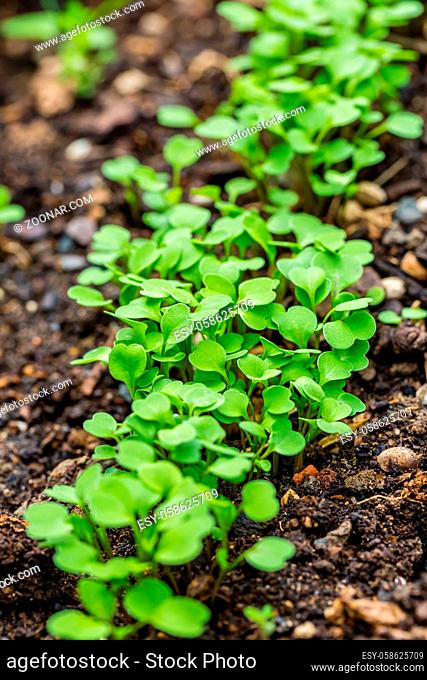 Organic salad seedlings or sapling lettuce in vegetable garden in raised bed