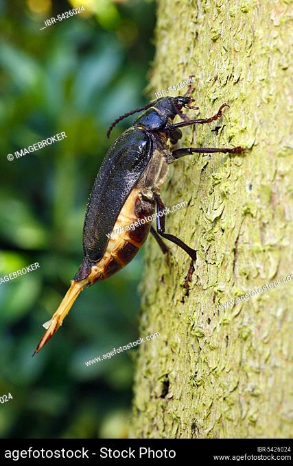 Tanner Beetle, female, Lower Saxony, Germany, Prionus coriarius, Sawyer Beetle, Europe