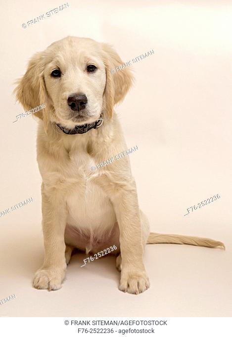 portrait of a 10 week old golden retriever puppy against a white background, mr# 6531
