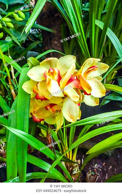 Fire Lily or Glory Lily also called flame lily, gloriosa lily, superb lily, climbing lily, and creeping lily, a Gloriosa plant family native in tropical and...