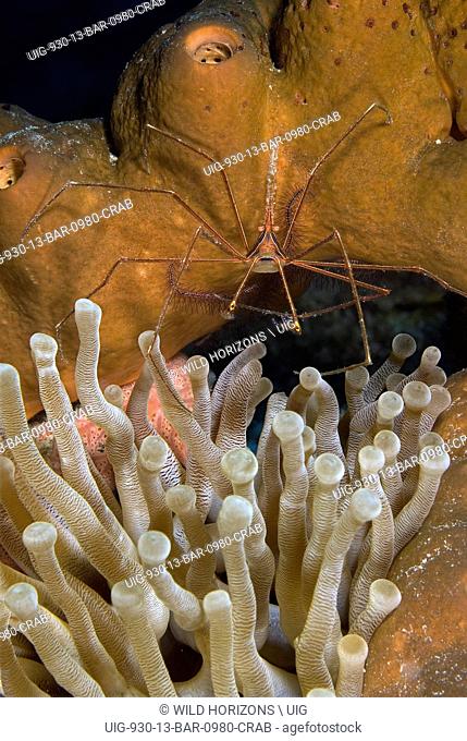 Yellowline arow crab in a coral reef scene. Stenorhynchus seticornis. Caracasbaai, Curacao, Netherlands Antilles. . .