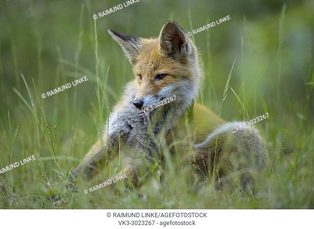 Red Fox, vulpes vulpes, Young Fox Scratching, Germany, Europe